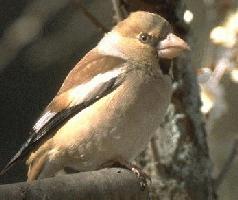 appelvink